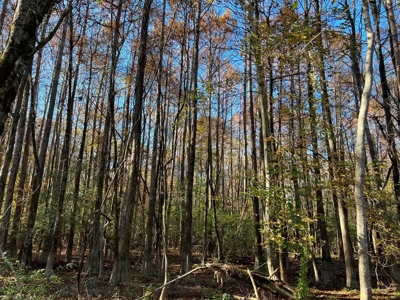 Hunting & Recreational Land for Sale on the Pearl River - image 37