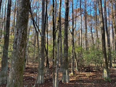 Hunting & Recreational Land for Sale on the Pearl River - image 38