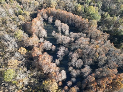 Hunting & Recreational Land for Sale on the Pearl River - image 14