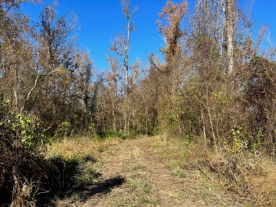 Hunting & Recreational Land for Sale on the Pearl River - image 22