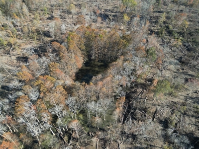 Hunting & Recreational Land for Sale on the Pearl River - image 3