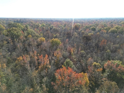 Hunting & Recreational Land for Sale on the Pearl River - image 7