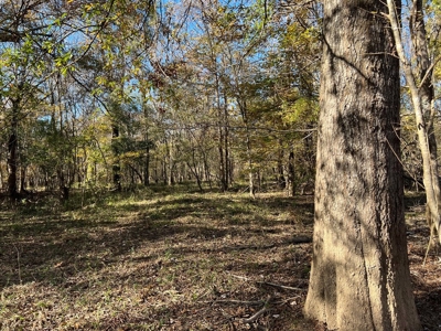 Hunting & Recreational Land for Sale on the Pearl River - image 35