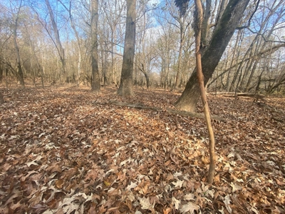 Hunting & Recreational Land for Sale on the Pearl River - image 16