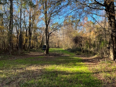 Hunting & Recreational Land for Sale on the Pearl River - image 42