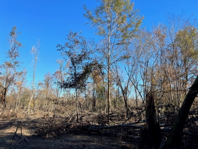 Hunting & Recreational Land for Sale on the Pearl River - image 32