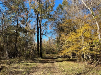 Hunting & Recreational Land for Sale on the Pearl River - image 24