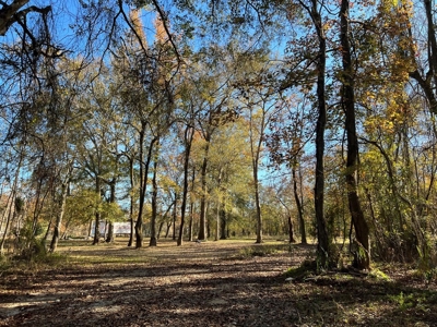 Hunting & Recreational Land for Sale on the Pearl River - image 39