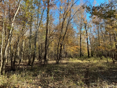 Hunting & Recreational Land for Sale on the Pearl River - image 20