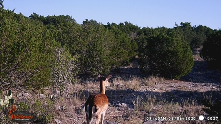Hunting Ranch in Edwards Co Texas - image 35