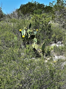 Hunting Ranch in Edwards Co Texas - image 6