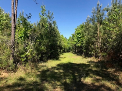 Hunting Land 41 Acres Sw Miss - image 19