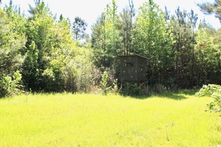 Hunting Land 41 Acres Sw Miss - image 12