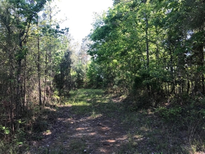 Hunting Land 41 Acres Sw Miss - image 18