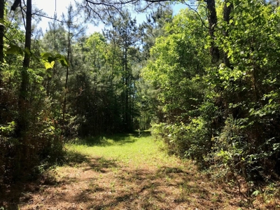 Hunting Land 41 Acres Sw Miss - image 16