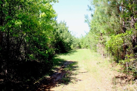 Hunting Land 41 Acres Sw Miss - image 8