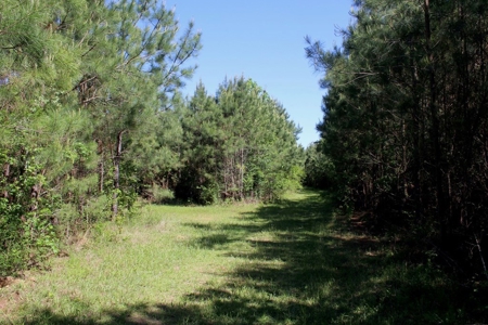 Hunting Land 41 Acres Sw Miss - image 11