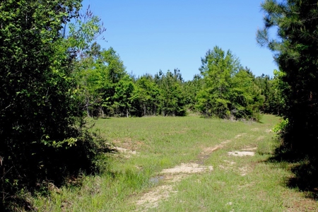 Hunting Land 41 Acres Sw Miss - image 6