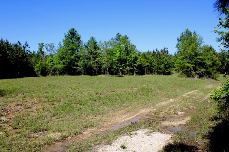 Hunting Land 41 Acres Sw Miss - image 7