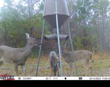 Hunting Land 41 Acres Sw Miss - image 23