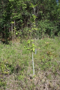 Hunting Land 41 Acres Sw Miss - image 10