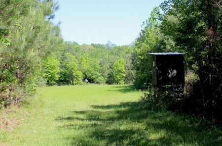 Hunting Land 41 Acres Sw Miss - image 2