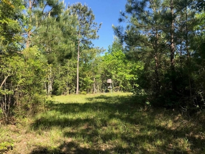 36 Acres for Sale in SW Mississippi - image 1