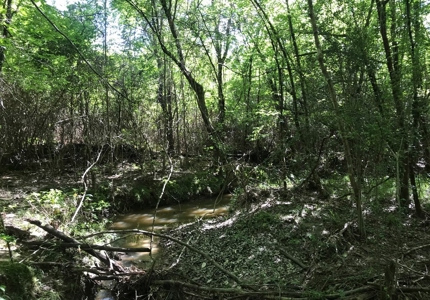 36 Acres for Sale in SW Mississippi - image 13