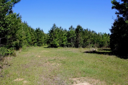 36 Acres for Sale in SW Mississippi - image 7