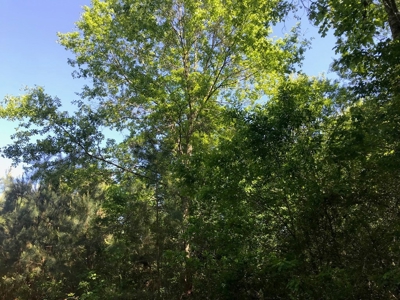 36 Acres for Sale in SW Mississippi - image 11