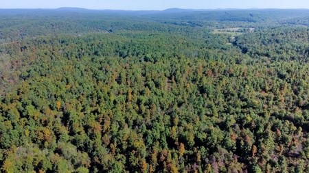 Ozarks Scenic Property w/ Spring Fed Creek & Lake for Sale - image 6