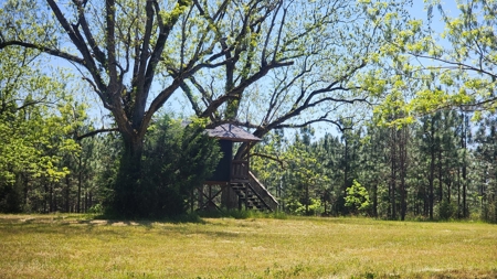 249 +/- Acres off Hwy 84 between Elba and New Brockton - image 9