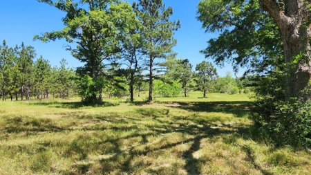 249 +/- Acres off Hwy 84 between Elba and New Brockton - image 4