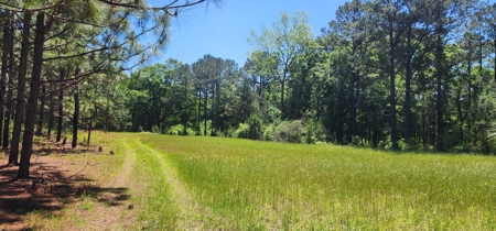 249 +/- Acres off Hwy 84 between Elba and New Brockton - image 16
