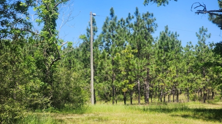 249 +/- Acres off Hwy 84 between Elba and New Brockton - image 3