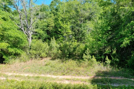 249 +/- Acres off Hwy 84 between Elba and New Brockton - image 17