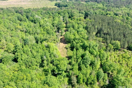 249 +/- Acres off Hwy 84 between Elba and New Brockton - image 18