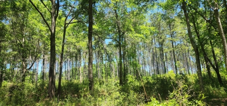 249 +/- Acres off Hwy 84 between Elba and New Brockton - image 14