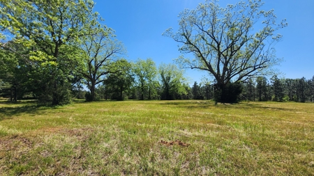 249 +/- Acres off Hwy 84 between Elba and New Brockton - image 10