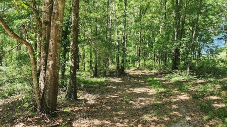 249 +/- Acres off Hwy 84 between Elba and New Brockton - image 31