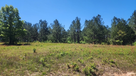 249 +/- Acres off Hwy 84 between Elba and New Brockton - image 35