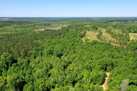 249 +/- Acres off Hwy 84 between Elba and New Brockton - image 20