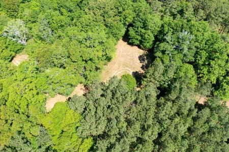 249 +/- Acres off Hwy 84 between Elba and New Brockton - image 19