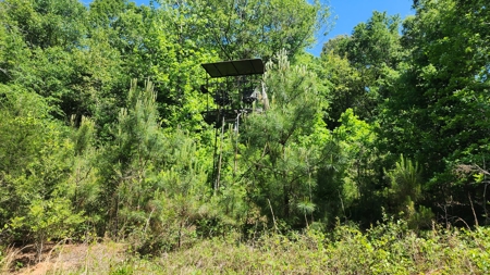 249 +/- Acres off Hwy 84 between Elba and New Brockton - image 30