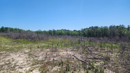 249 +/- Acres off Hwy 84 between Elba and New Brockton - image 37