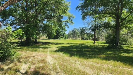 249 +/- Acres off Hwy 84 between Elba and New Brockton - image 2