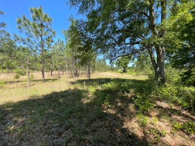 249 +/- Acres off Hwy 84 between Elba and New Brockton - image 40