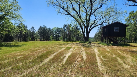 249 +/- Acres off Hwy 84 between Elba and New Brockton - image 5