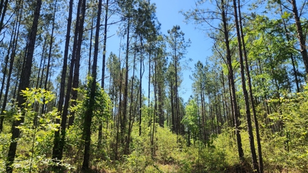 249 +/- Acres off Hwy 84 between Elba and New Brockton - image 34