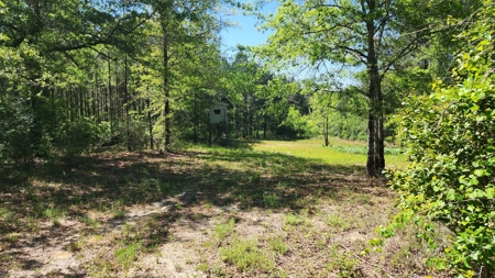 249 +/- Acres off Hwy 84 between Elba and New Brockton - image 29